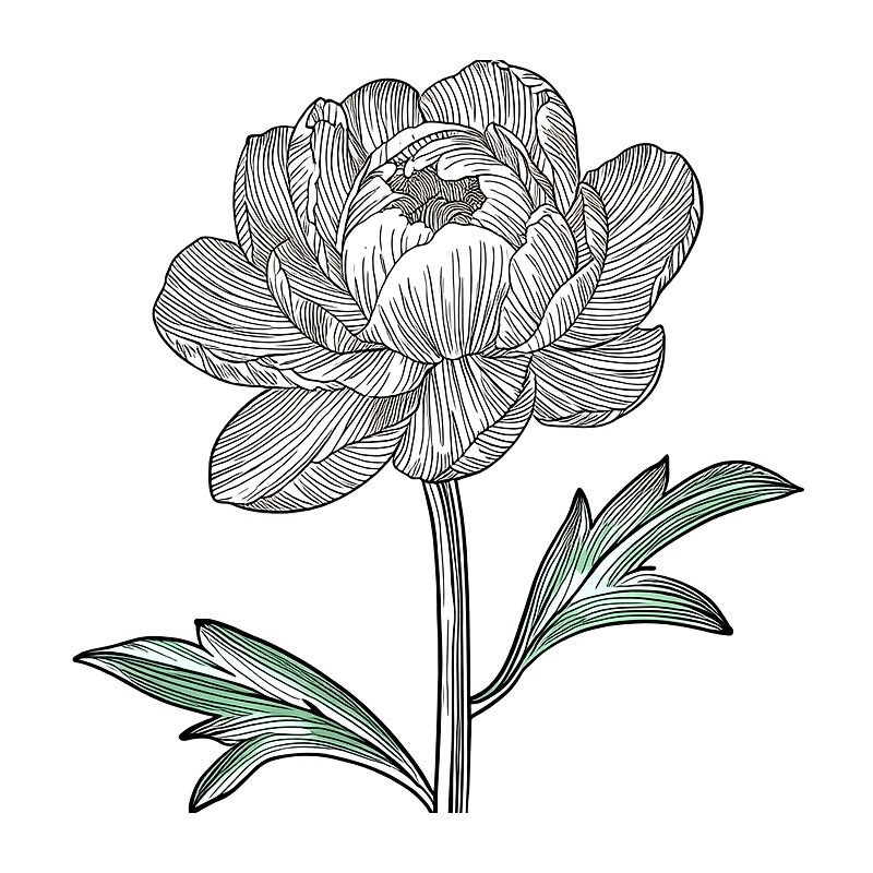 Art Craft Online - Minimale Plantenlijn Kunst Hittetransfer Vinyl HTV